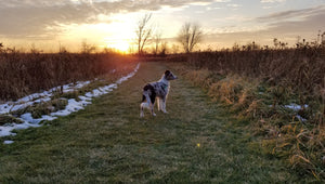 A nice sunset on a chilly Autumn afternoon.