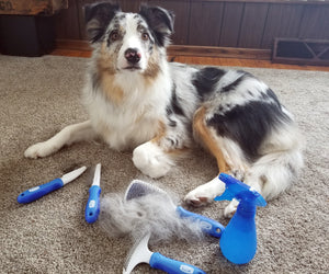 Using the 6 In 1 Premium Dog Brush Set for a Grooming Session